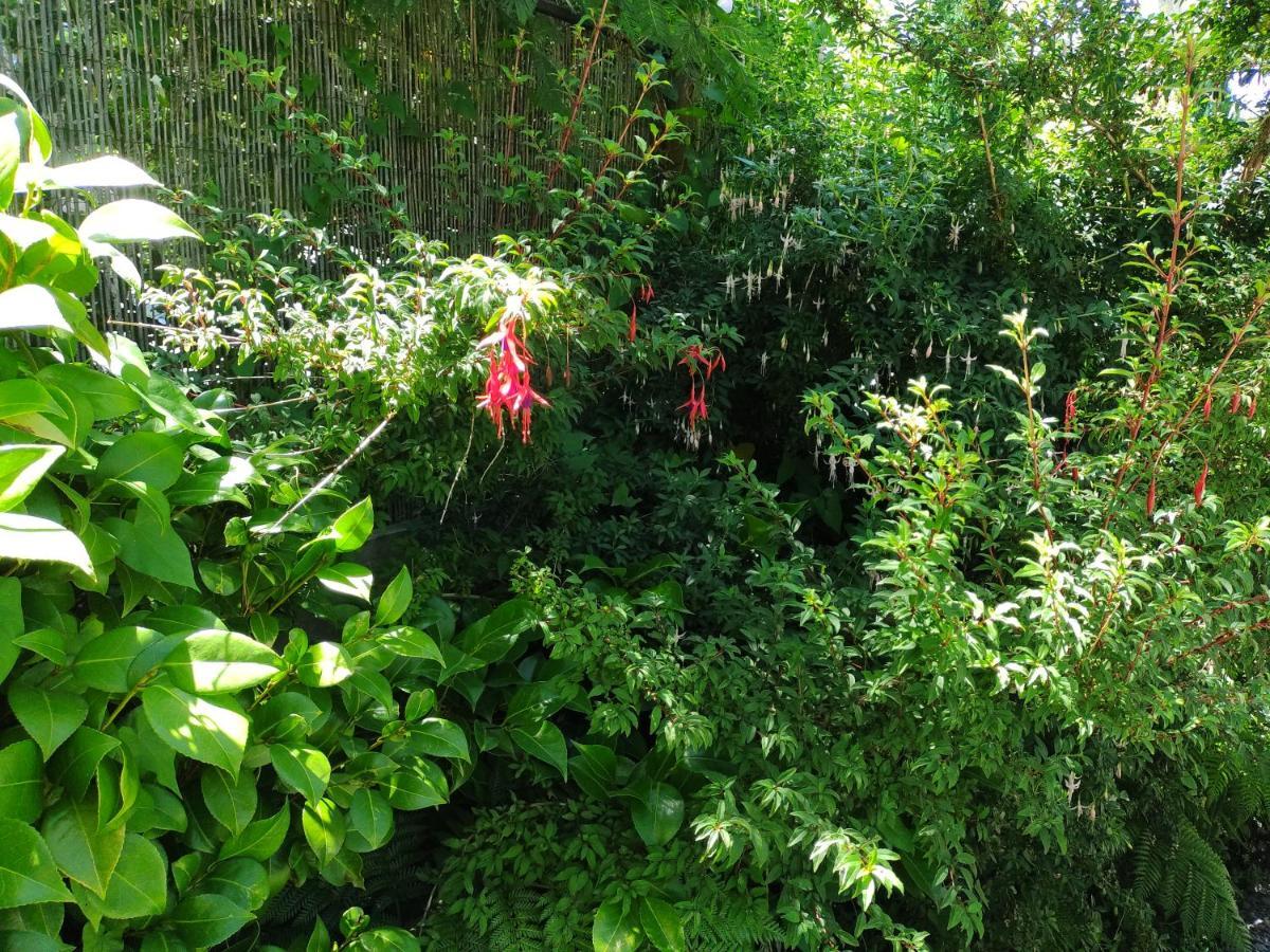 Complejo Cabanas Petalos Villarrica Ngoại thất bức ảnh